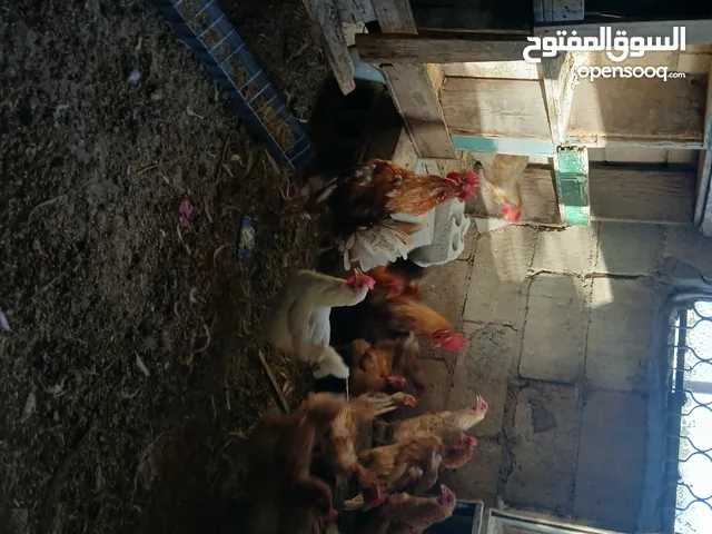 يوجد دجاج باكستاني وديك شرس مقاتل