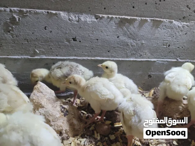 صيصان حبش هولندي