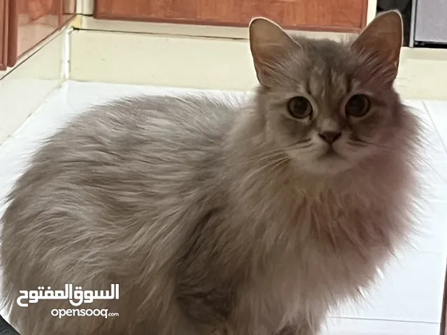 For adoption للتبني