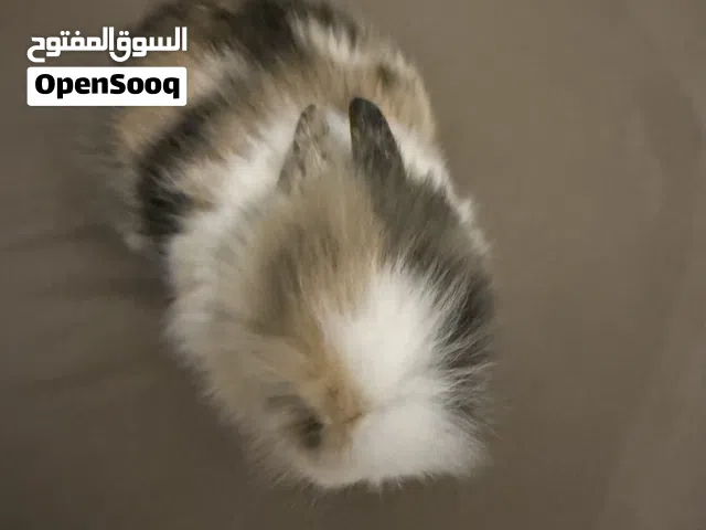 ارنب القزم مافيش منه هلباا في ليبيا