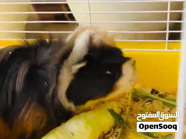 جوز ارانب هندي