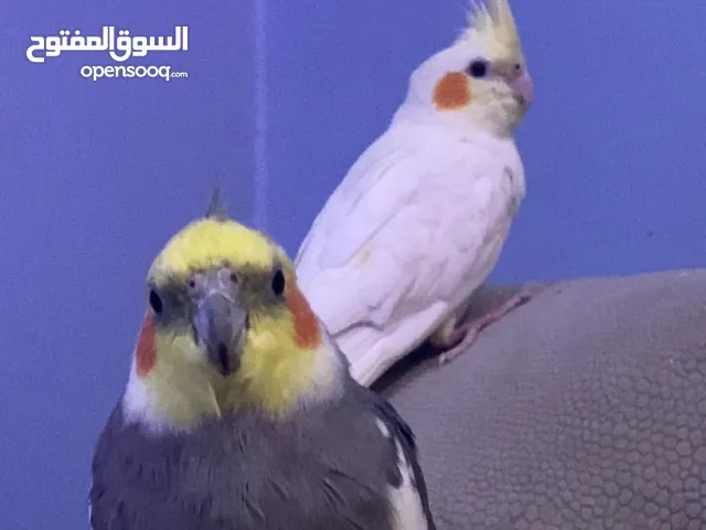 زوج من طائر الكوكتيل