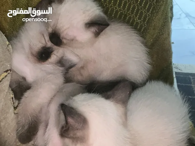 قطط سيامي بيور
