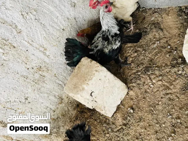 دجاج عربيً وفروج