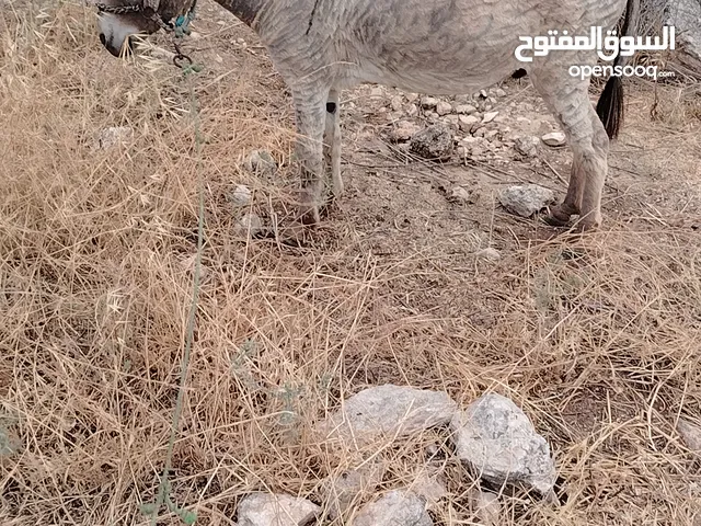 حمار للبيع بعده مش مطبع عاقل جدا وسعر مناسب الموقع اربد الكوره دير ابي سعيد