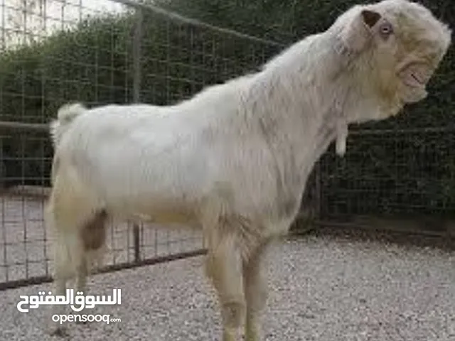 لحام متنقل