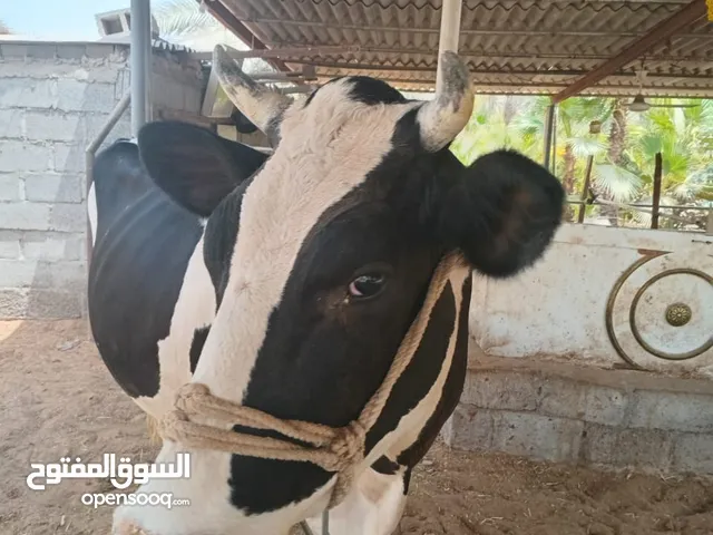 بقره العمر 2 سنه ونصف