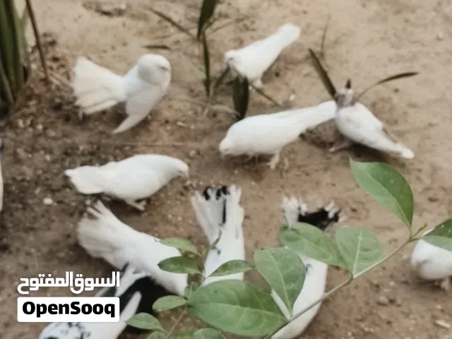 طيور للبيع