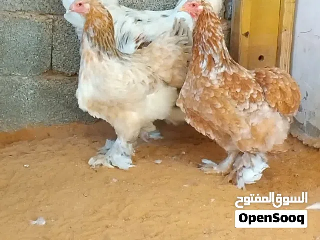 دجاج براهما للبيع