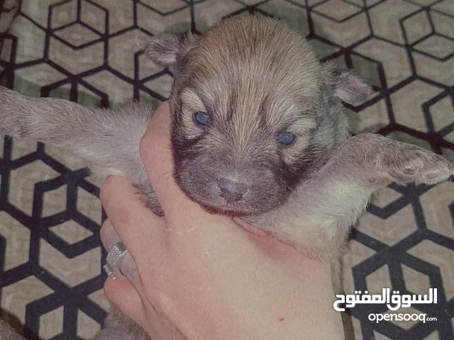 كلب شواوا ألمانيا سبيتز