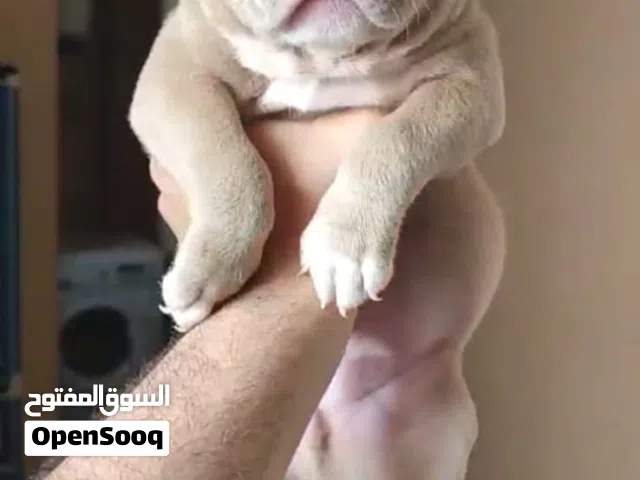 بيتبول للبيع
