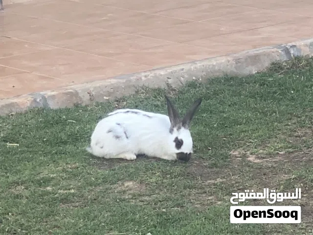 ارانب للبيع بصحة ممتازة العمر قريب تلاتة شهور