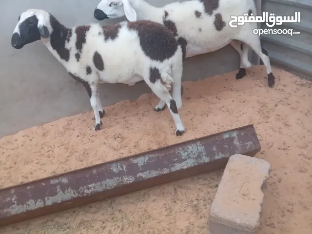 زوز نعجات.هجين الام يونانية والا ب وطني وحده رباع وحده سداس