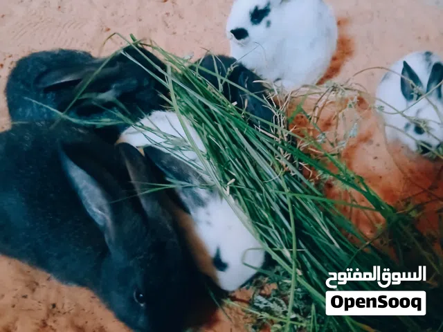 أرانب للبيع