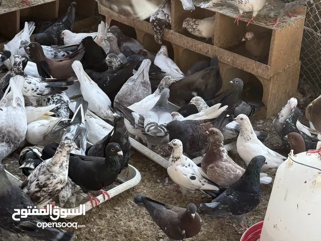 حمام مكس زواجل