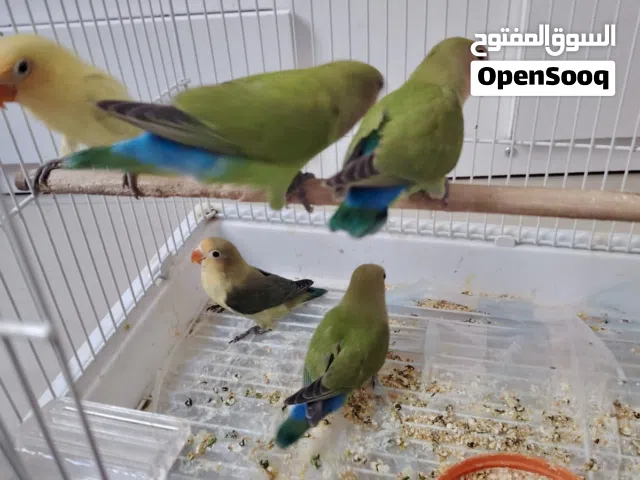 Beautiful 5 love birds & a pair of Cockatiels
