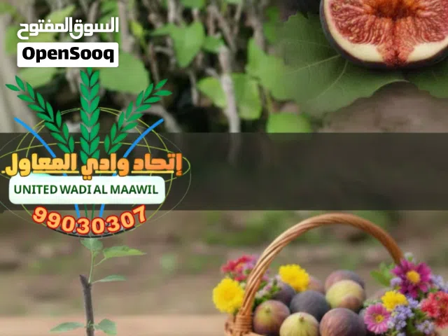 التين المغربي النادر ( الغدان )