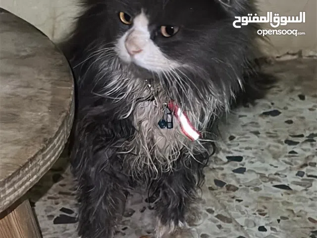 شيرازي اعلي سعر