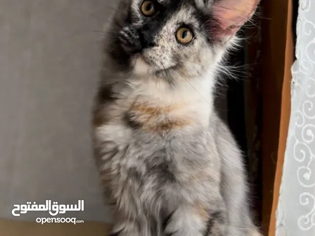 Giant Baby Maine Coon Kittens - [localmoushigm@gmail.com]