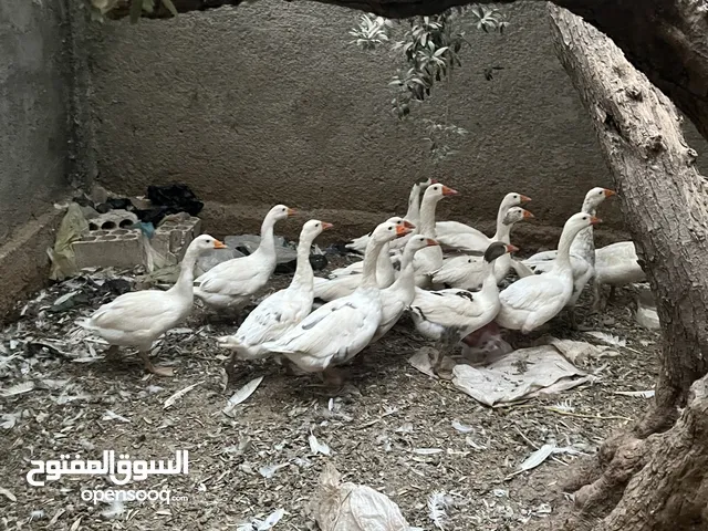 إوز ابيض للبيع