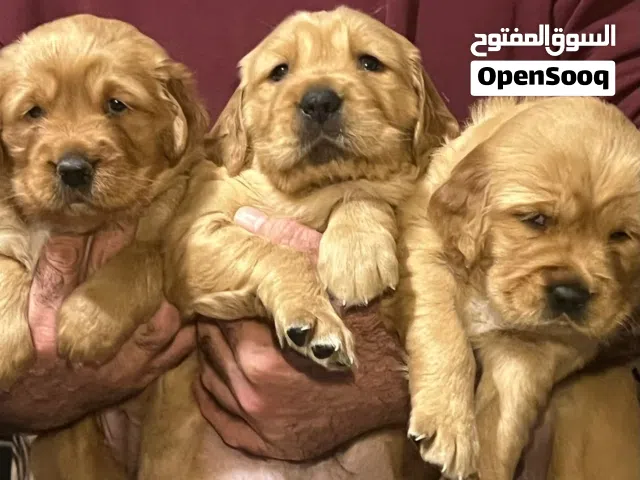 جولدن ريتريفر بيور 100% من أعلى مستوى