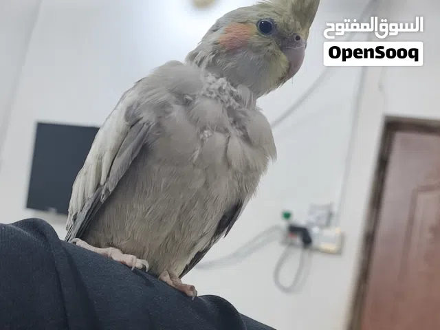 السلام عليكم كوكتيلات للبيع النثيه اليفه بس الفحل اليف بس متروك ومبيضات عندي مرتين السعر بل وصف