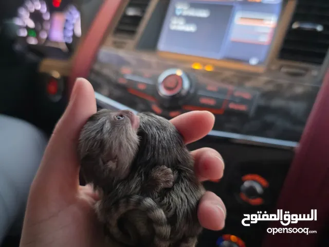 Marmoset 1 month old babies