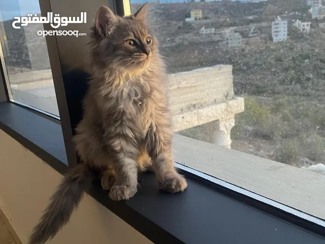 قطط شيرازي للبيع