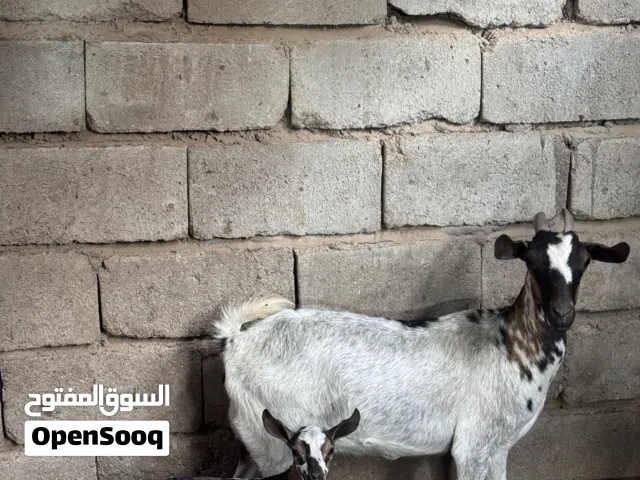 صخل قطريه مع افراخ ثنين