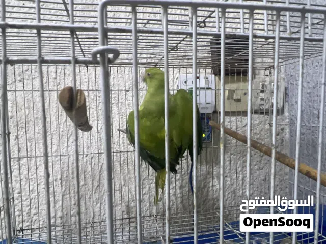 دره نثيه للبيع