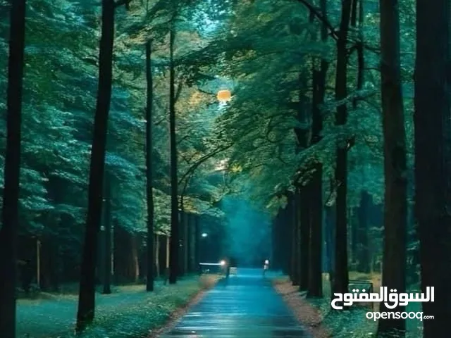 abu tarek
