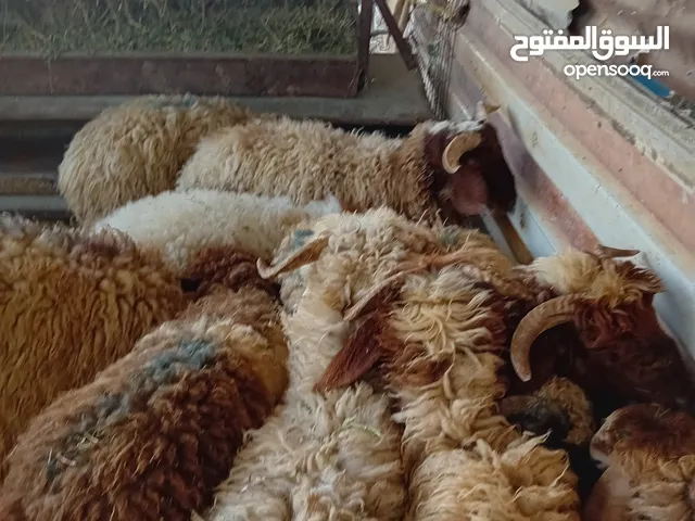 غنم خاروف بلدي