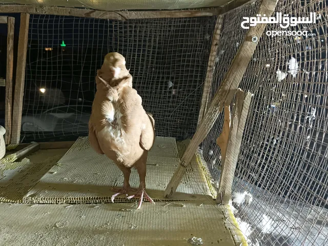 حمام مشكل بسعر حرق