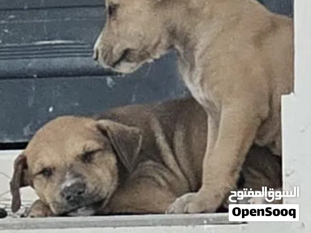 للبيع كلب جرو بتبول مكان صلاله