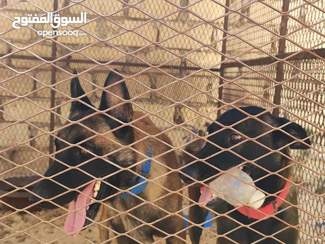 كلاب ميم وا ذكر وانثى للبيع مع القفص او بدون