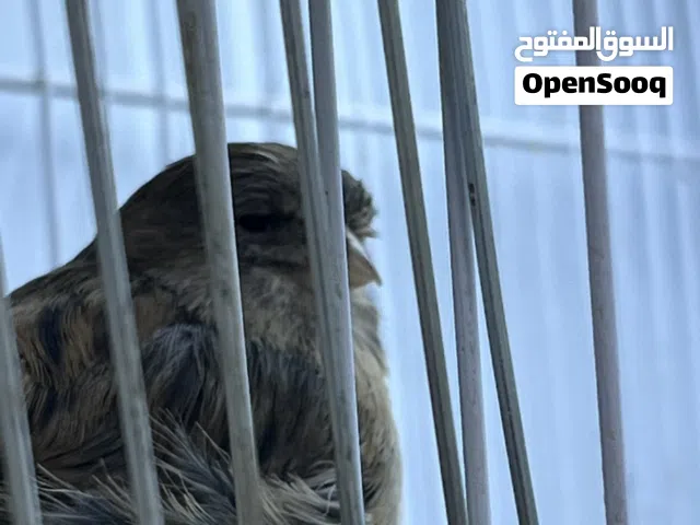 السلام عليكم زوج كناري على وجه مبياض  انثى بوم كرست والفحل بوم