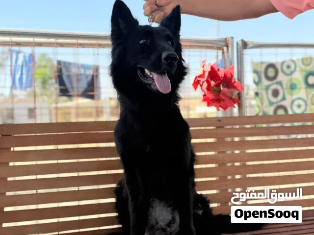 جيرمن بلاك جاك
