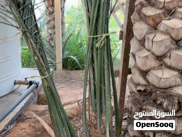 نخل النخيل واشونطونيا وجميع أنواع الأشجار