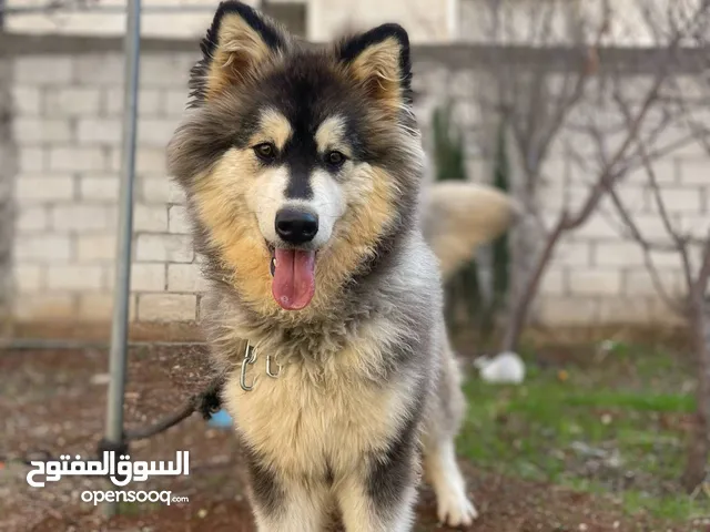 كلب هاسكي مالموت للبيع عمر سنة