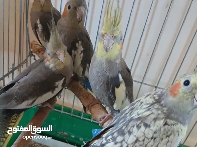 طيور كوكتيل مخاليف للبيع سعر الحبه 15 دينار