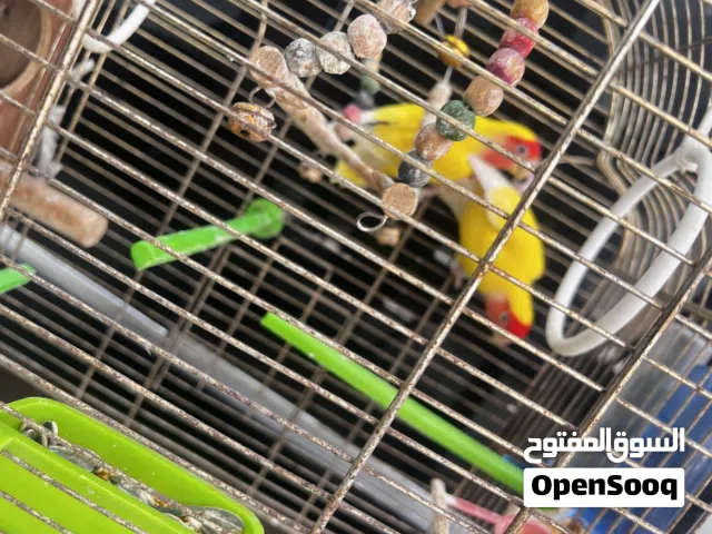 كوبيه ربي يبارك للبيع اقرا الوصف