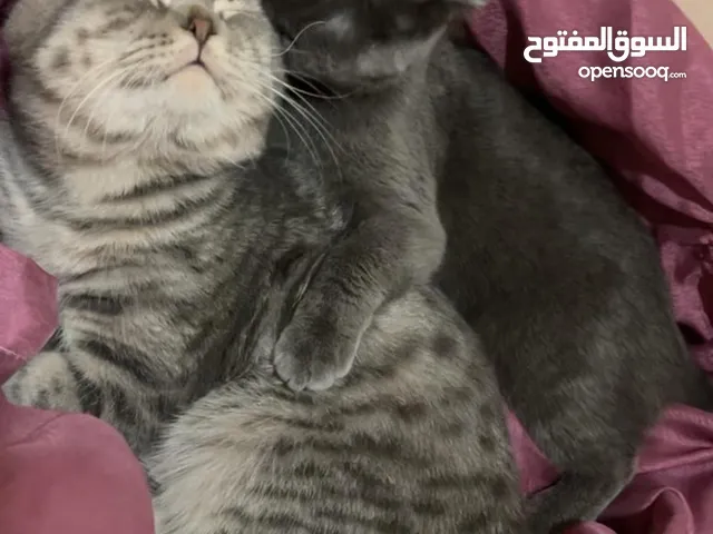 Two Scottish Fold cats, both 1 year and a half old.