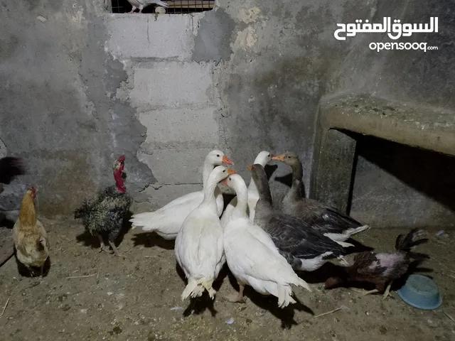 متاح طقم وز 6 حبات شغالات كفالة
