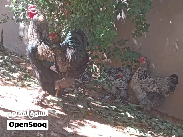 3 دجاجات برهما وفروج دجاج منتج الله يبارك