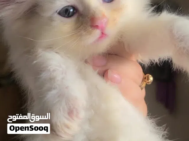 قطط لي بيع الموقع تعز يوجود خدمات توصل لي اي مكان