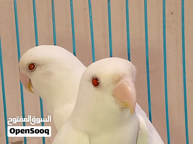 ابوسليم اقراء الوصف