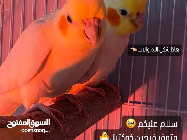 فروخ كوكتيل نوع لاتينو حجم ممتاز