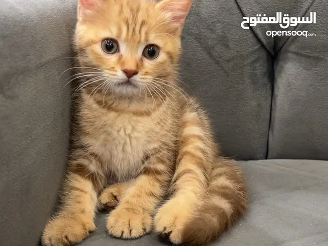 توتي ( شهرين )