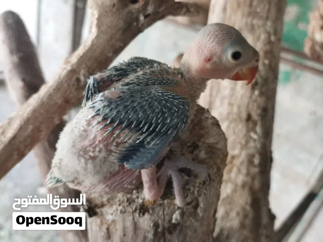 للبيع 12ريال