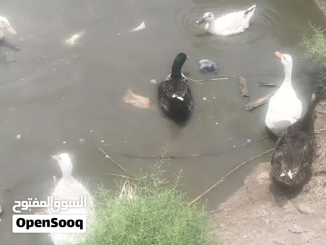 بش عراقي بكيني وخضيري عادي شرط الصحه والنضافه وشرط بياضات